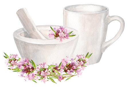 White mortar for chopping herbs and thyme flowers, ceramic mug. Watercolor illustration. Preparation of herbal tea, tonic. The concept of herbal medicine, laboratory or label design.の写真素材