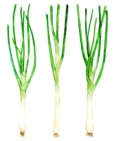 Watercolor drawing of a green onion, isolated on a white background. Botanical hand drawn illustration. A set of aromatic kitchen herbs, spices for Mediterranean cuisine.の写真素材