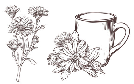 White ceramic cup with herbal tea with calendula flowers on a white background. Vector illustration in engraving technique. Line drawing. Healthy drink.のイラスト素材