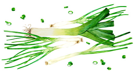 Watercolor set of young green onions, whole and trimmed feathers and a bunch of hand-drawn slices. leek and green onion - fragrant kitchen herbs, spices for mediterranean cuisine.の写真素材