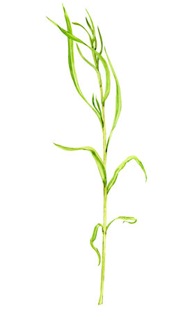 Tarragon watercolor drawing isolated on white background. Botanical hand drawn illustration. Aromatic kitchen herbs, spices for Mediterranean cuisine.の写真素材