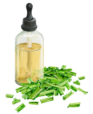 Lemongrass, watercolor isolated on white background. Hand drawn set of green lemongrass leaves, slice and glass bottle of lemongrass oil. Fragrant essence of tropical spices, herbal tea ingredient.の写真素材