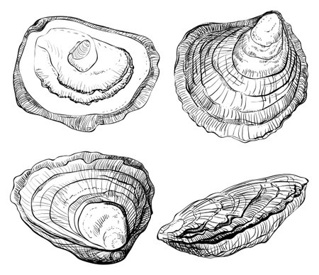 Oyster vector set. Oyster shells, hand drawn. Fresh oysters isolated on white background, linear sketch. Engraving effect, ink fox. Clipart for logo, menu.のイラスト素材