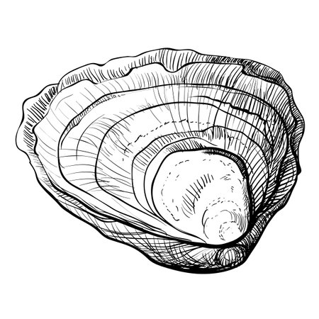 Oyster vector. Oyster shells drawn by hand. Fresh oysters isolated on white background, linear sketch. Engraving effect, ink fox. Clipart for logo, menu.のイラスト素材