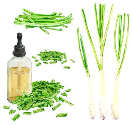 Lemongrass, watercolor isolated on white background. Hand drawn set of green lemongrass leaves, slice and glass bottle of lemongrass oil. Fragrant essence of tropical spices, herbal tea ingredient.の写真素材