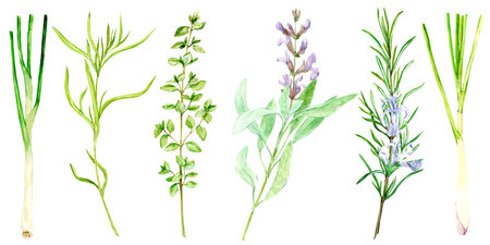 Watercolor set of culinary herbs: rosemary, thyme, tarragon, sage, green onion. Botanical style illustration of kitchen herbs and spices. Ingredients of Italian and Mediterranean cuisine.の写真素材