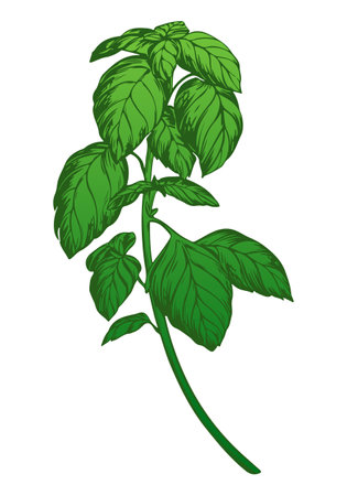 Green basil isolated on white background. Color engraving technique illustration of basil spice. Used for packaging, recipes, textiles, paper, food packaging, kitchen decor.のイラスト素材