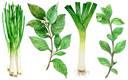 Watercolor set of culinary herbs: mint, bay leaf, green onion, leek. Botanical style illustration of kitchen herbs and spices. Ingredients of Italian and French cuisine.の写真素材