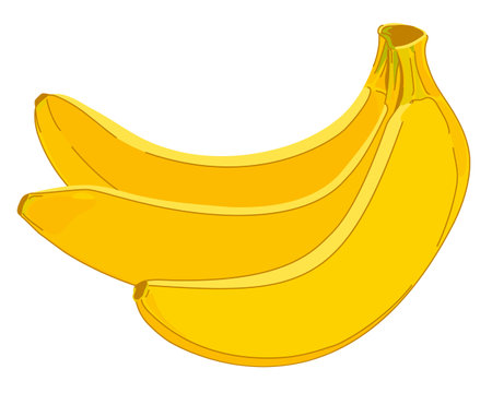Bunch of bananas isolated on white background. Vector. Ripe tropical fruit in peel. Illustration for packaging juice, exotic fruit product.のイラスト素材