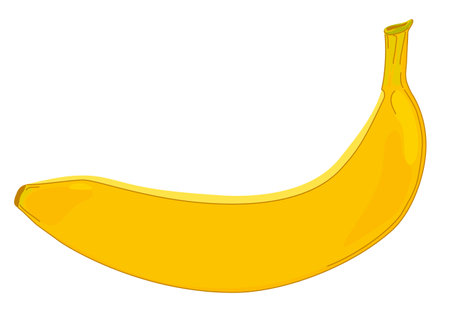 Fresh yellow banana in peel. Natural tropical product. Whole exotic ripe banana. Colored flat vector illustration isolated on white background.のイラスト素材