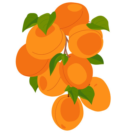 Branch with apricot fruits. Vector. Cartoon ripe apricots with leaves hanging on a tree on a white background. Elements for labels of juice, jam.のイラスト素材