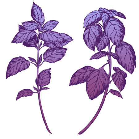 Purple basil isolated on white background. Basil spice illustration color engraving technique. Used for packaging, recipes, textiles, paper, food packaging, kitchen decor.のイラスト素材