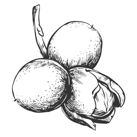 Walnuts are hand drawn. Vector illustration in engraving technique. A branch with fruits in a peel, leaves. Linear ink drawing. Ingredient for the Italian liqueur Nocino.のイラスト素材