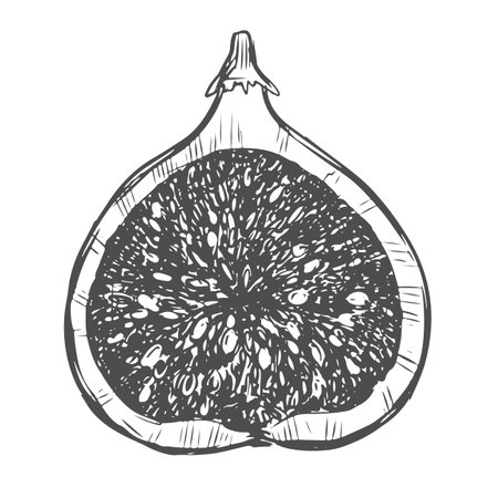 Half a fig. Vector illustration in engraving style, sketch on a white background. Hand drawn exotic fruit. Can be used as a design element for markets, menus, packaging. Vintage botanical illustrationのイラスト素材