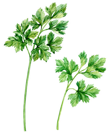 Parsley watercolor drawing isolated on white background. Botanical hand drawn illustration. Fragrant kitchen herbs, spices for mediterranean cuisine.の写真素材