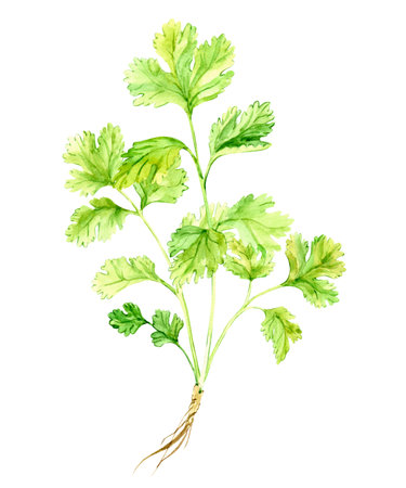 Coriander watercolor drawing isolated on white background. Young coriander leaves, fragrant kitchen herbs, spices for Mediterranean cuisine. Botanical hand drawn illustration.の写真素材