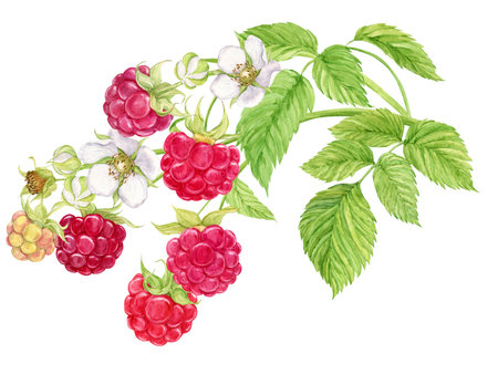 Raspberry branch. Watercolor illustration on a white background. Garden, ripe, juicy berries. Seasonal plant, source of vitamins, healthy diet. Vegetarian food. For packaging and label design.の写真素材