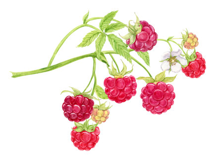 Red raspberries on a branch. Plant with berries, flowers, green leaves on a white background. Botanical watercolor. Garden and forest natural ripe berries for packaging design of organic products.の写真素材