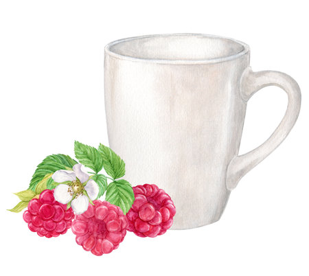 Raspberry and cup, watercolor. Ripe red berries, herbal tea in a white mug. Farm harvest, rustic style, botanical illustration. Clipart for tea packaging, menu.の写真素材