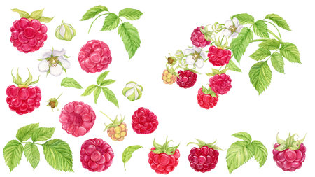 Red raspberry. Set of watercolor illustrations. Berries, flowers, green leaves and a whole branch. Botanical painting. Set of raw fresh garden and forest natural ripe berries.の写真素材