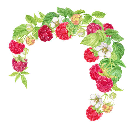 Composition of hanging raspberry branches. Watercolor red berries grow on branches, green leaves and flowers. Hanging from above is a bunch of garden berries, a harvest of natural products.の写真素材