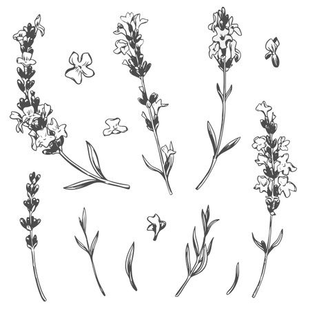 Black line lavender sketch. Vector set of illustrations of fragrant herb. Vintage retro sketch element for design of labels, packaging, textiles and cards.のイラスト素材