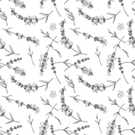 Seamless floral pattern with lavender. Vector in engraving style. Botanical background, French aromatic herb, repeating print. Blooming herbs texture design with Provence lavender blossom.のイラスト素材