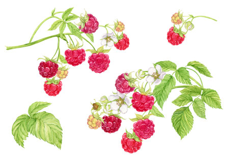 Raspberry branches, watercolor set. Plant with berries, flowers, green leaves on a white background. Botanical illustration. Garden and forest ripe berries for packaging design of natural products.の写真素材