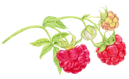 Red raspberries on a branch. Plant with berries, flowers, green leaves on a white background. Botanical watercolor. Garden and forest natural ripe berries for packaging design of organic products.の写真素材