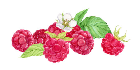 A composition of ripe raspberries lies on the table. Watercolor illustration on a white background. Ripe berries fell from the branch, harvest on the farm. clipart for the design yogurt, tea, dessert.の写真素材