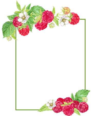 Rectangular vertical frame with raspberry branches. Place for an inscription. Watercolor illustration. Ripe berries for decorating cookbooks, recipes, kitchen utensils, dishes, food packaging.の写真素材