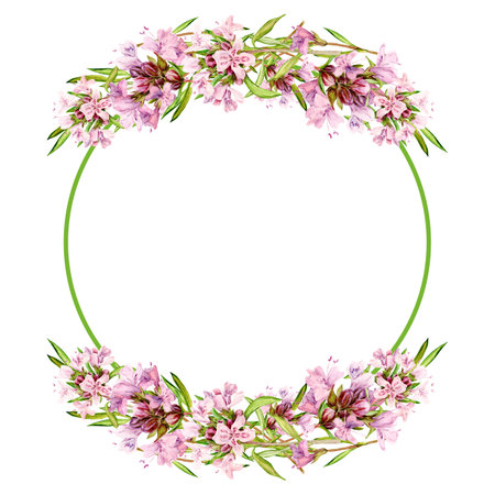 Watercolor drawing of broadleaf thyme isolated on white background. Blooming flowers are collected in a round frame. Fragrant kitchen herbs for herbal tea. Mediterranean cuisine ingredientsの写真素材