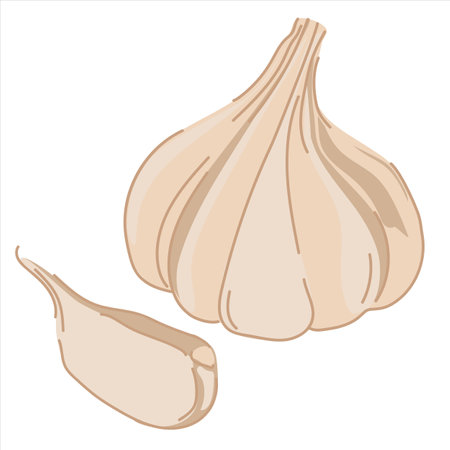 Garlic isolated on a white background. Vector illustration. Garlic bulb in flat style. Cartoon aromatic seasoning, spices.のイラスト素材