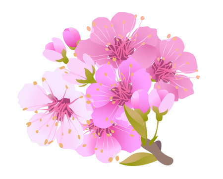 Branches of cherry blossoms on a white background. For spring greeting cards and cosmetics packaging. Branches with pink sakura blossoms. Vector illustration.のイラスト素材