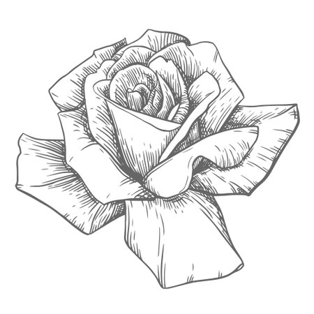 Vintage rose, floral engraving. Victorian style plants, ink drawing. Sketch of a black and white tattoo in the old school style. Botanical vector illustration.のイラスト素材