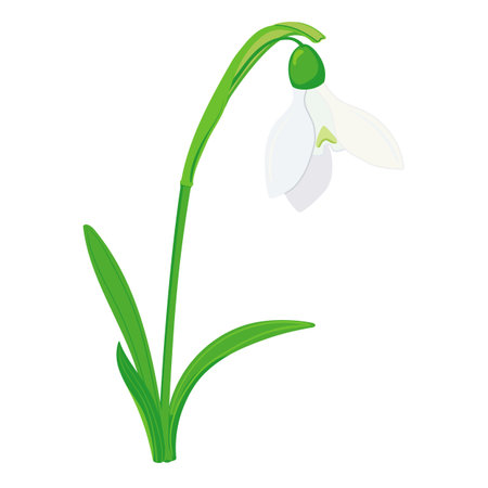 Spring flowers on a white background. The first snowdrops close-up. Flat vector galanthus illustration for greeting cards and Mothers Day invitations.のイラスト素材