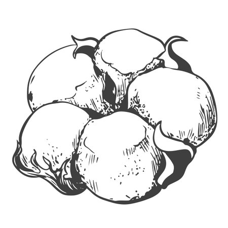 Hand drawn vector cotton flower. Cotton seeds in vintage style with engraving. Raw materials for the production of cotton wool and fabrics. Drawing in retro engraving style. Illustration for label.のイラスト素材
