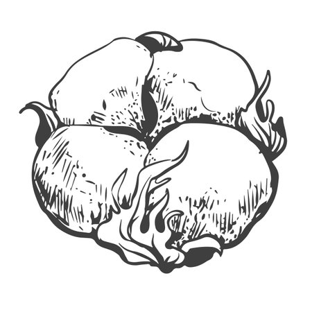 Hand drawn vector cotton flower. Cotton seeds in vintage style with engraving. Raw materials for the production of cotton wool and fabrics. Drawing in retro engraving style. Illustration for label.のイラスト素材