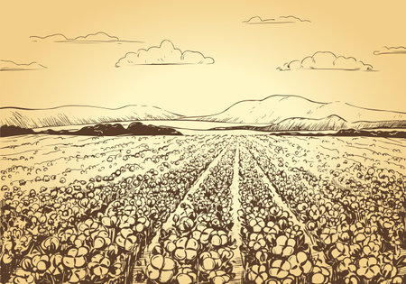 Vector sketch of a cotton field. Rural landscape with mountains, harvest time. Cotton leaves and flowers, detailed illustration of a farm in engraving style. Collection of raw materials for textiles.のイラスト素材