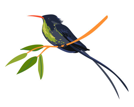 Rufous-billed Streamer-tailed Hummingbird (Trochilus polytmus) in front of a white background. National bird of Jamaica in flat style. A small bird sits on a branch. Vector illustration. Cartoonのイラスト素材