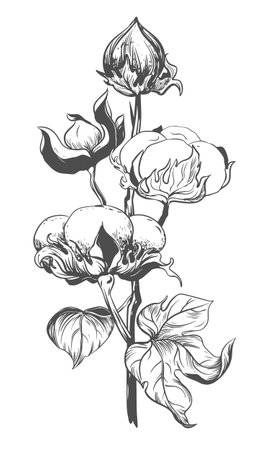 Cotton flower. Floral botanical flower. Isolated illustration element. Vector hand drawing wildflower for background, texture, wrapper pattern, frame or border.のイラスト素材