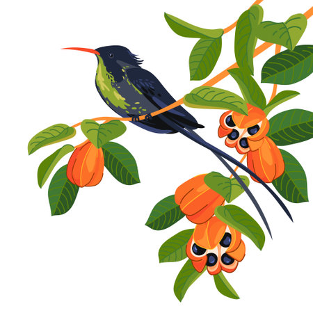 Rufous-billed Streamer-tailed Hummingbird (Trochilus polytmus) in front of a white background. National bird of Jamaica in flat style. A small bird sits on a branch. Vector illustration. Cartoonのイラスト素材