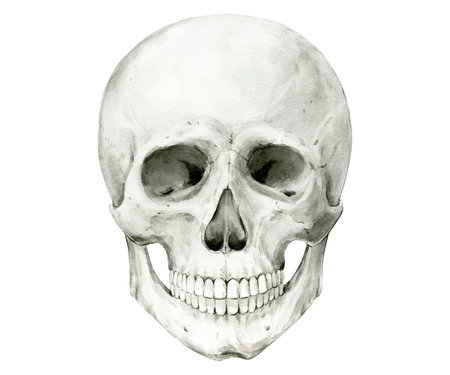 Illustration of a human skull on a white background. Watercolor Halloween decor, vintage mystical decor. Vintage cranium on the front. Anatomic detailed drawing of a skeleton bone.の写真素材