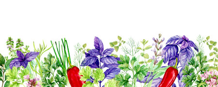 Kitchen herbs: rosemary, thyme, tarragon, basil, mint, bay leaf. Spicy herbs, watercolor illustration. Seasonings of Italian cuisine, linear composition on a white background. Plants of Provence.の写真素材