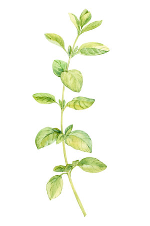 Watercolor oregano. Green sprig of marjoram on a white background. Spicy herb, seasoning for Mediterranean cuisine. Illustration for cookbooks, recipes, aprons, stickers, dishes, food packaging.の写真素材