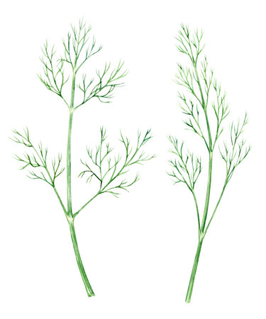 Set of watercolor dill. Green sprig of seasoning on a white background. Spicy herb, ingredient for Mediterranean cuisine. Illustration for cookbooks, recipes, aprons, stickers, dishes, food packaging.の写真素材