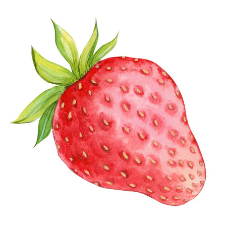 Watercolor strawberry. Red ripe berry on a white background. Farm strawberries. Illustration for the design of eco-products, tea, yogurt, cookies.の写真素材