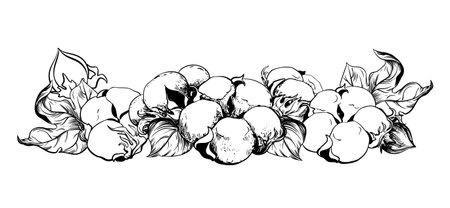 Composition of cotton flowers. Botanical illustration of a horizontally lying branch. Vector hand drawing in engraving style. Ink sketch for wrapper. The linear design imitates the etching technique.のイラスト素材