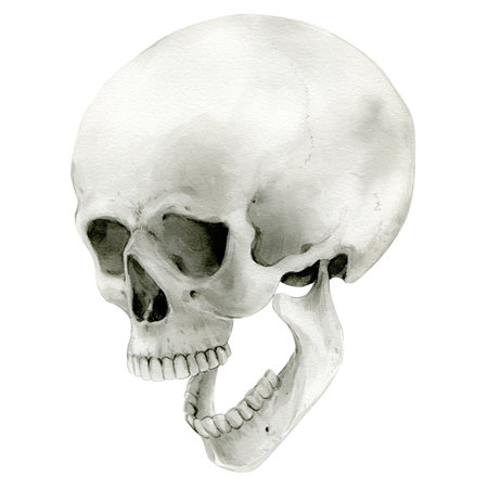 Illustration of a human skull with its jaw dropped, screaming. Watercolor Halloween decor, vintage mystical decor. Vintage cranium in profile. Anatomical detailed drawing bone on a white background.の写真素材