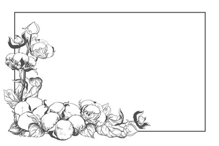 Rectangular horizontal frame with cotton flowers and space for text. Linear sketch of white cotton balls, leaves and branches. Retro ink vector illustration. Design for label, tag, wedding invitation.のイラスト素材